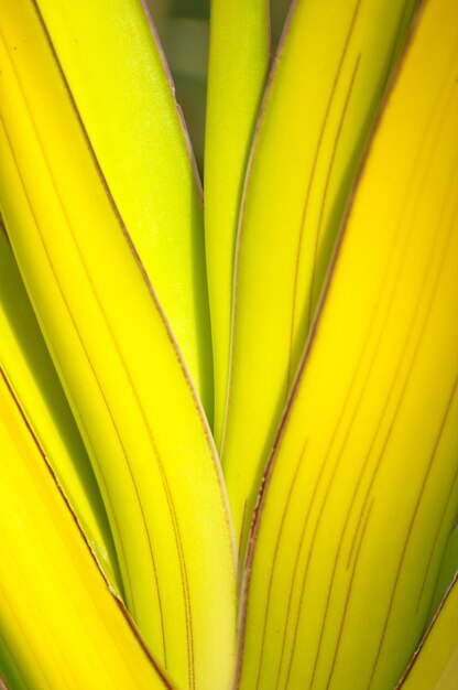 Foto fotografía completa de la flor amarilla