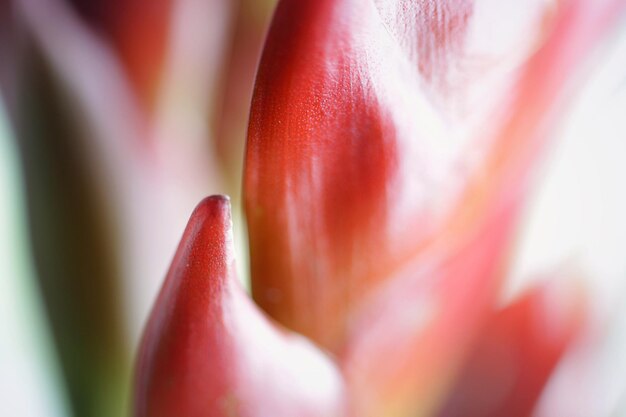 Foto fotografía completa de una flor en flor