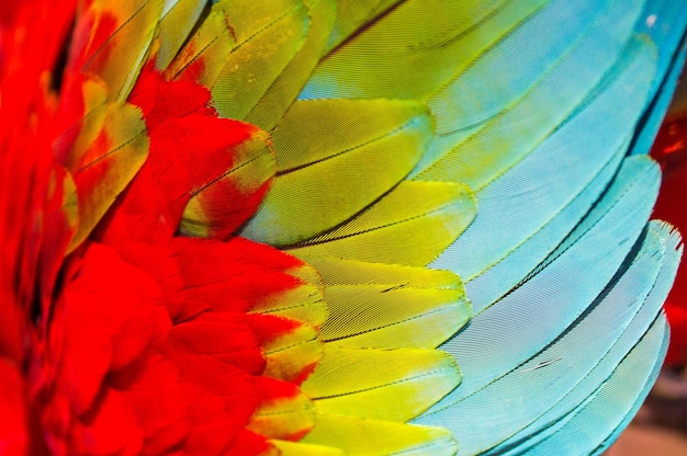 Fotografía completa de una flor multicolor