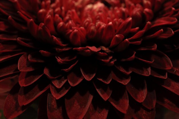 Fotografía completa de la flor roja