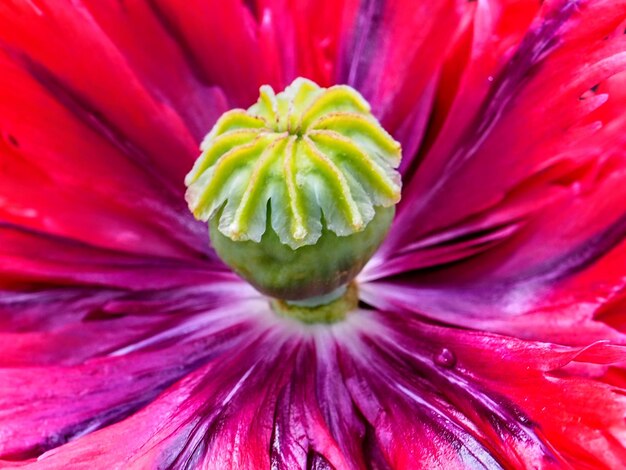 Foto fotografía completa de la flor roja