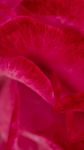 Foto fotografía completa de la flor de la rosa rosada