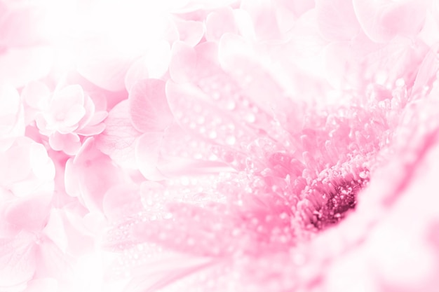 Fotografía completa de la flor rosada
