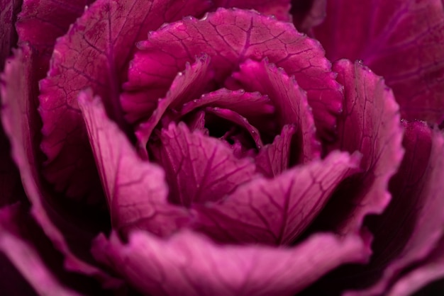 Fotografía completa de la flor rosada