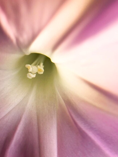 Foto fotografía completa de la flor rosada