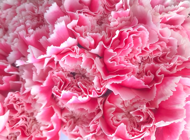 Fotografía completa de la flor rosada