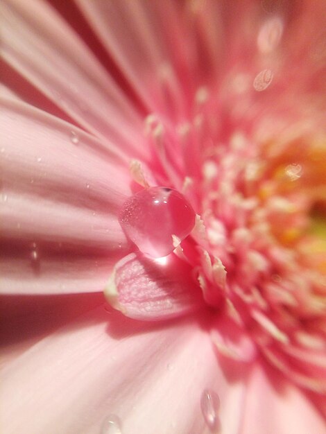 Foto fotografía completa de la flor rosada