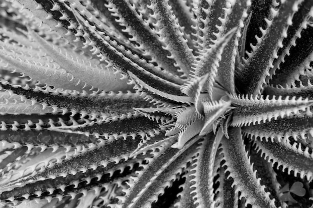 Fotografía completa de una flor