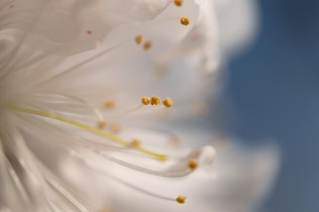 Fotografía completa de una flor