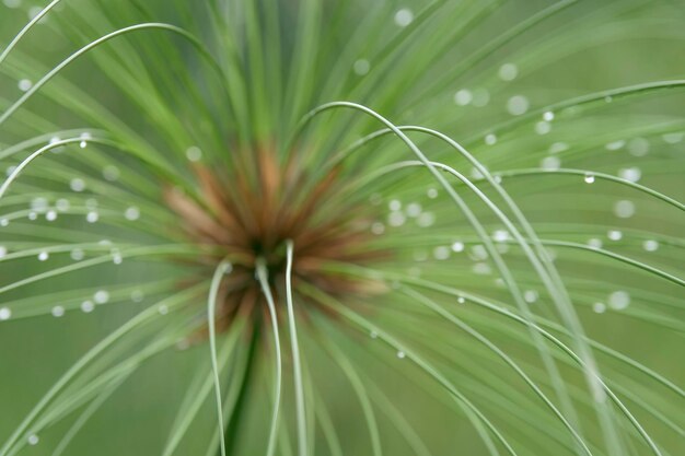 Fotografía completa de una flor