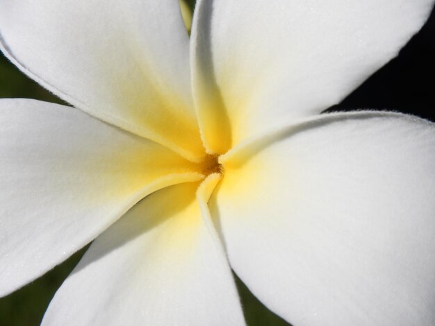 Foto fotografía completa de una flor