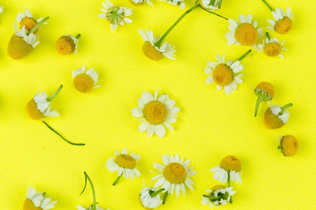 Foto fotografía completa de las flores amarillas de la margarita