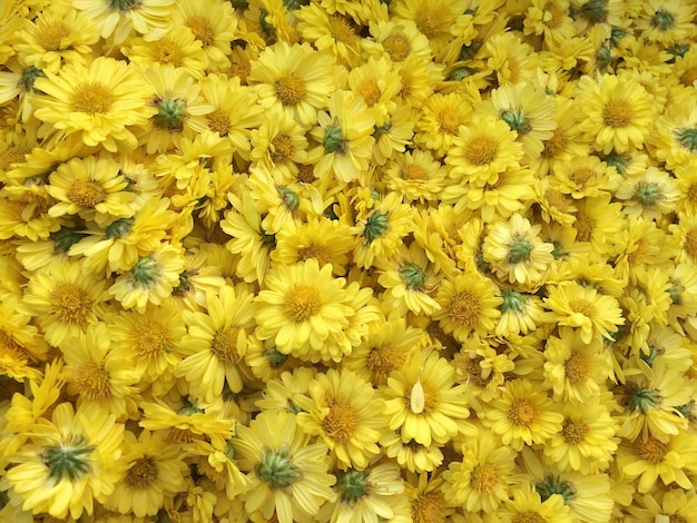 Fotografía completa de las flores amarillas