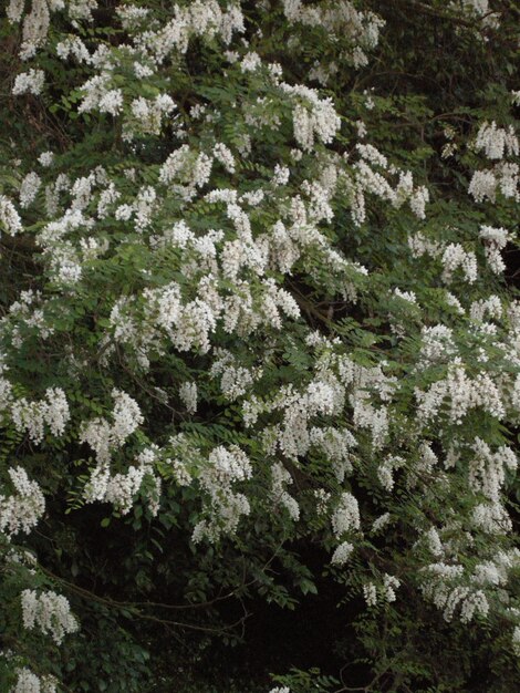 Foto fotografía completa de las flores blancas