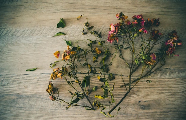 Fotografía completa de las flores blancas