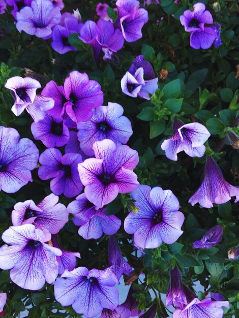 Foto fotografía completa de las flores púrpuras