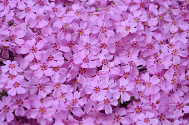 Fotografía completa de las flores púrpuras