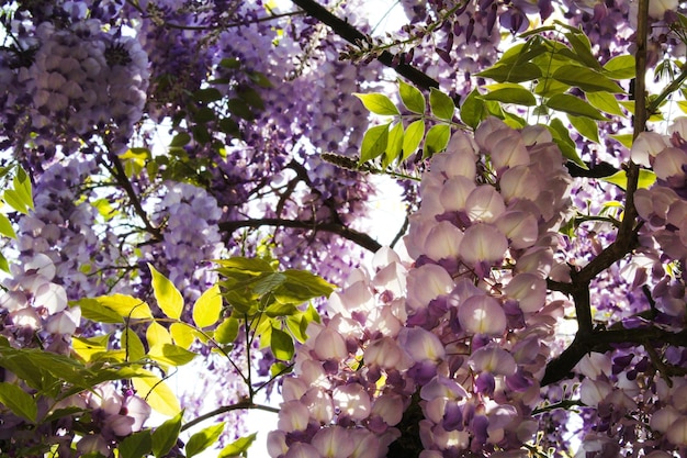 Foto fotografía completa de las flores que crecen en el árbol