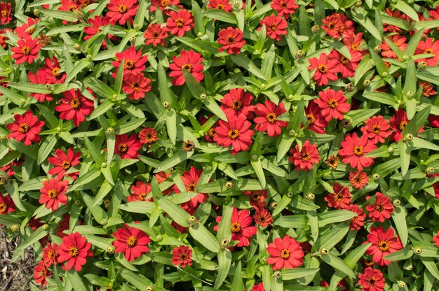 Foto fotografía completa de las flores rojas