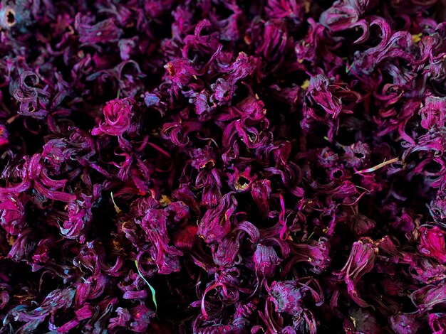 Fotografía completa de las flores rosadas