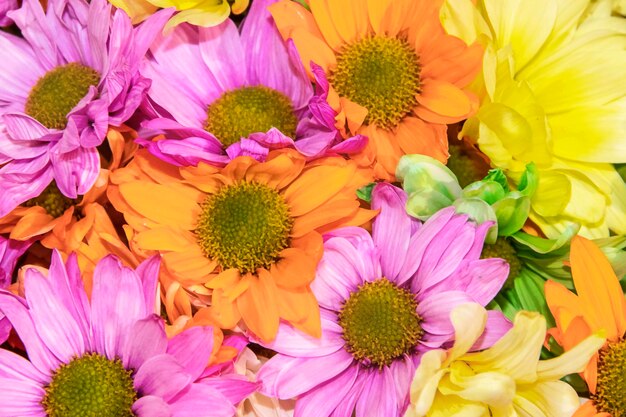 Foto fotografía completa de las flores de varios colores