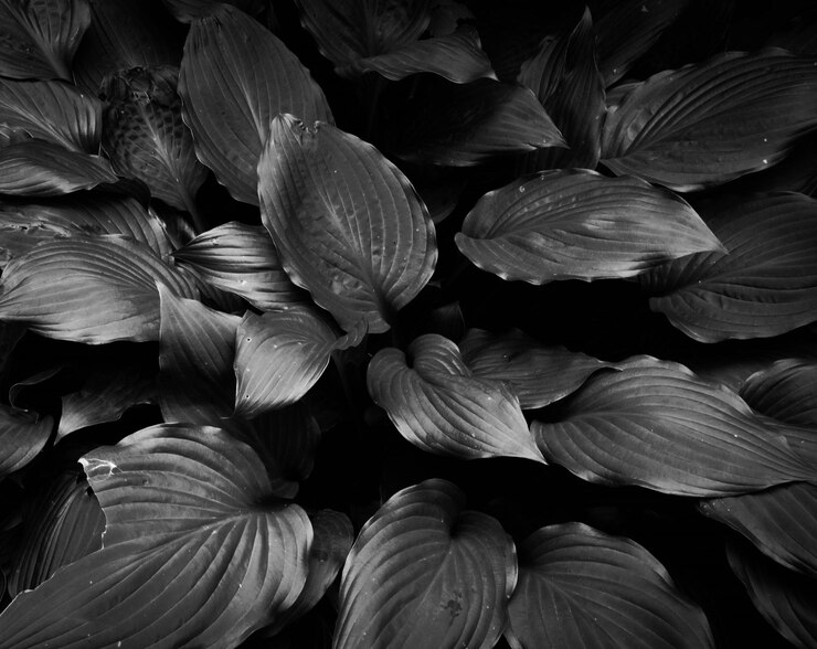 Foto fotografía completa de las flores