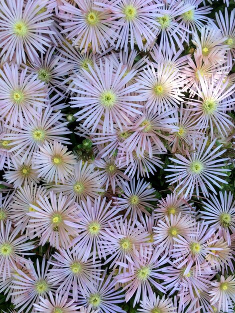 Foto fotografía completa de las flores