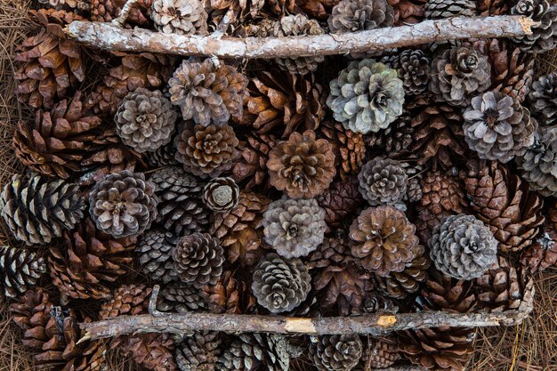 Fotografía completa de las frutas