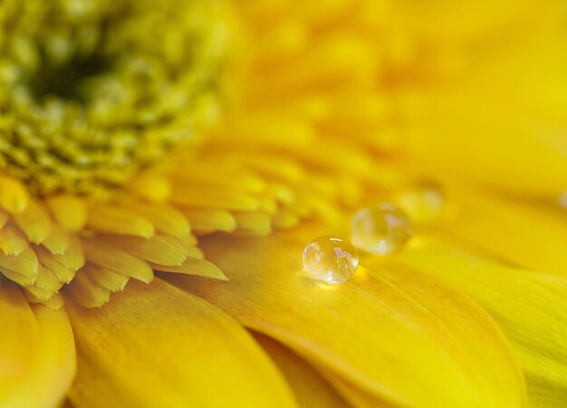 Fotografía completa de gotas de agua en una flor amarilla