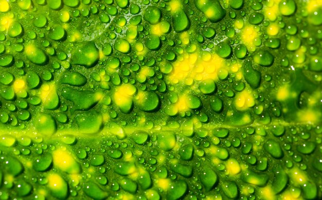 Foto fotografía completa de gotas de agua en las hojas