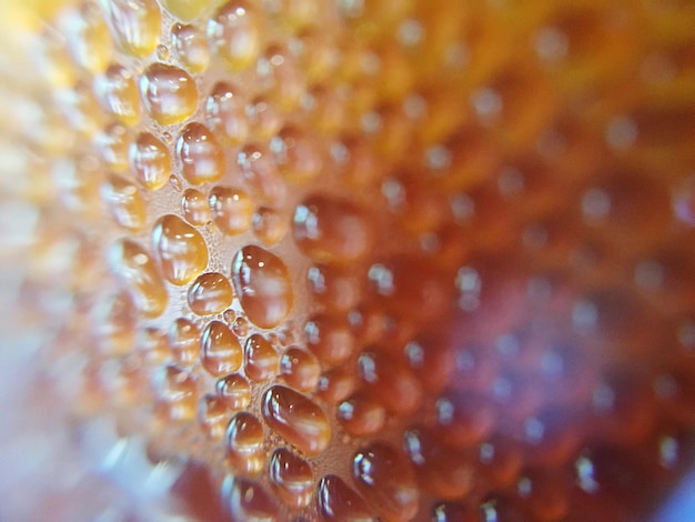 Foto fotografía completa de gotas de agua en las hojas