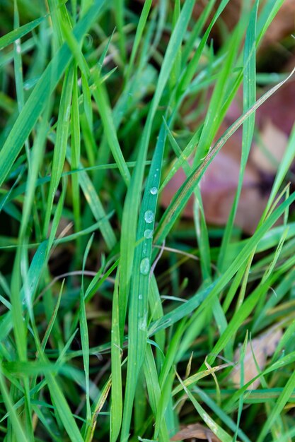 Foto fotografía completa de las gotas de lluvia en la hierba