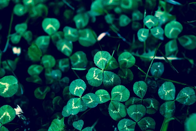 Foto fotografía completa de las gotas de lluvia en las plantas