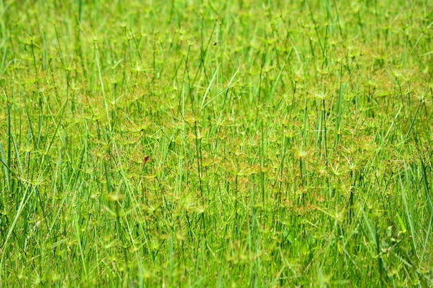 Foto fotografía completa de la hierba en el campo