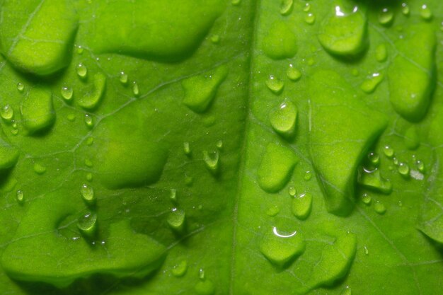 Fotografía completa de una hoja húmeda