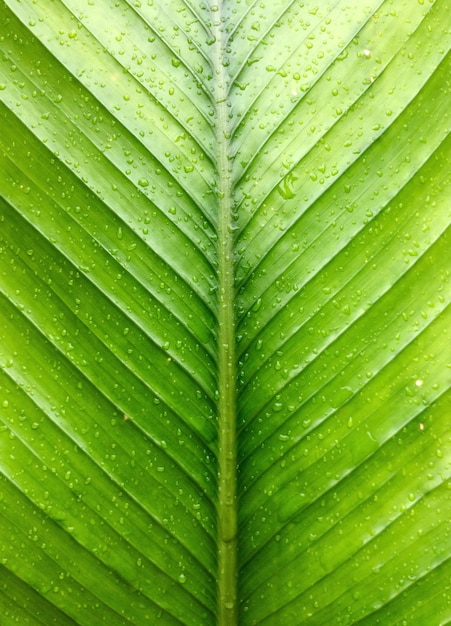 Fotografía completa de una hoja húmeda