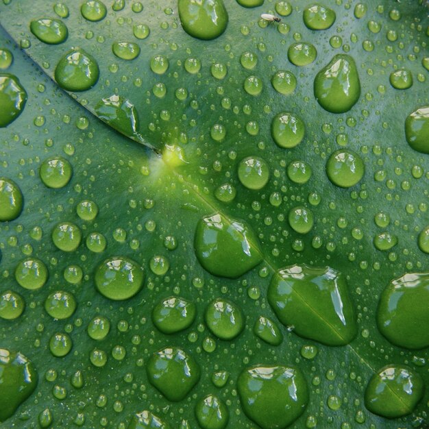 Foto fotografía completa de una hoja mojada