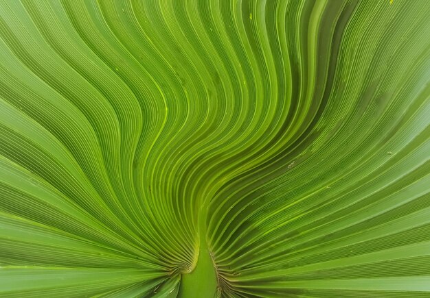 Fotografía completa de una hoja de palma