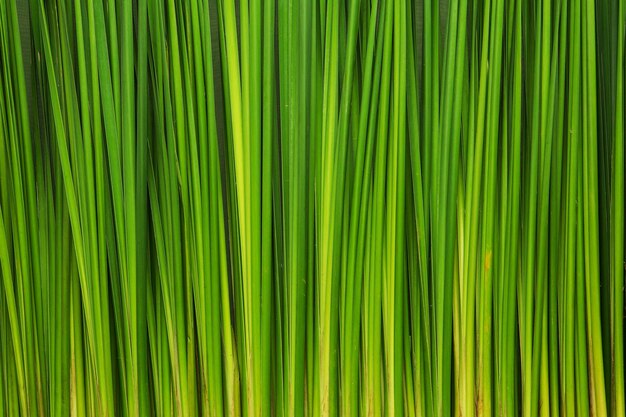 Foto fotografía completa de una hoja de palma