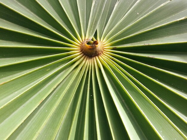 Foto fotografía completa de una hoja de palma