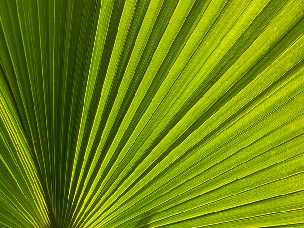 Foto fotografía completa de una hoja de palma