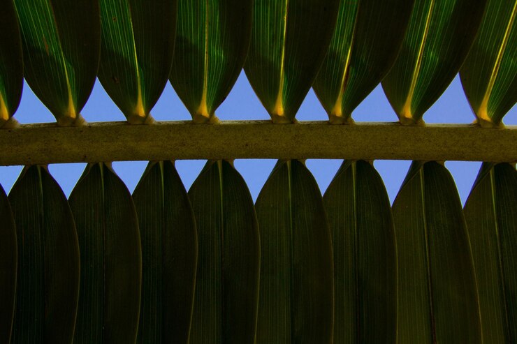 Foto fotografía completa de una hoja de palma
