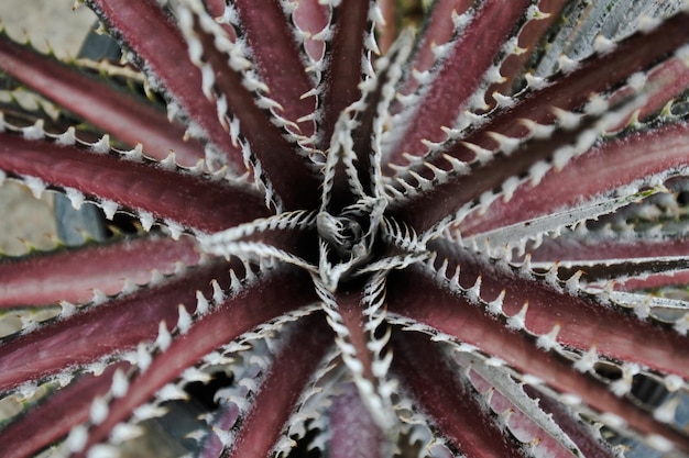 Foto fotografía completa de una hoja rosada