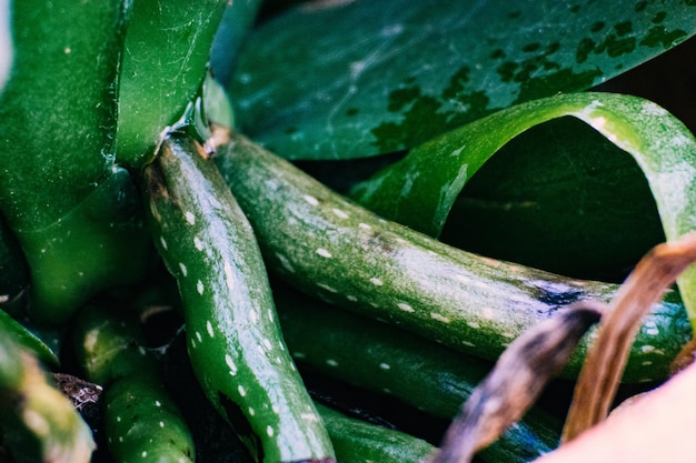 Fotografía completa de una hoja verde fresca