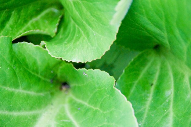 Foto fotografía completa de la hoja verde