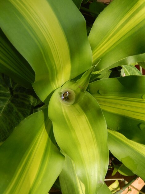 Foto fotografía completa de la hoja verde