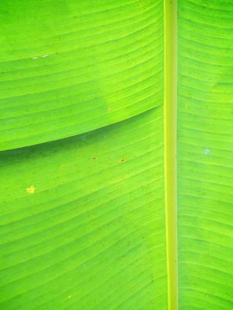 Fotografía completa de la hoja verde