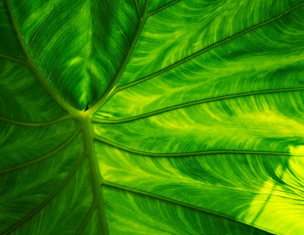 Foto fotografía completa de la hoja verde