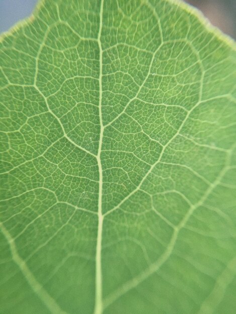 Fotografía completa de la hoja verde