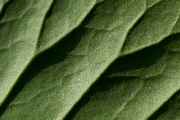 Foto fotografía completa de la hoja verde